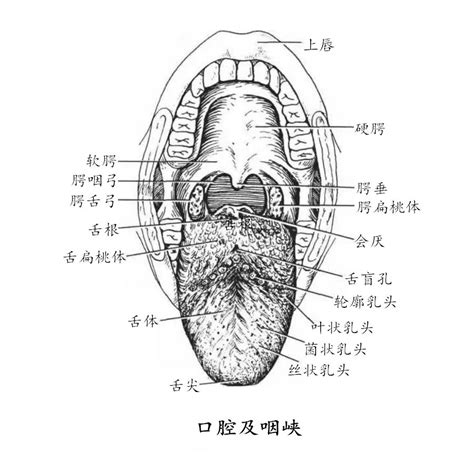 口角 場所|口角（口裂两侧，上、下唇结合处为口角）